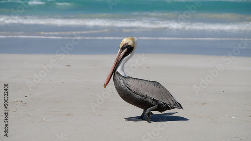 pelican on the beach