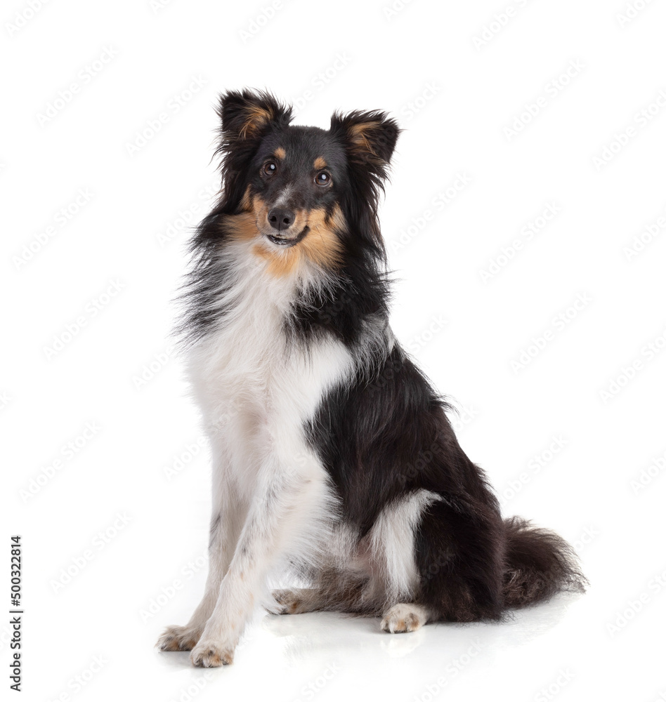 Shetland dog Shetland dog