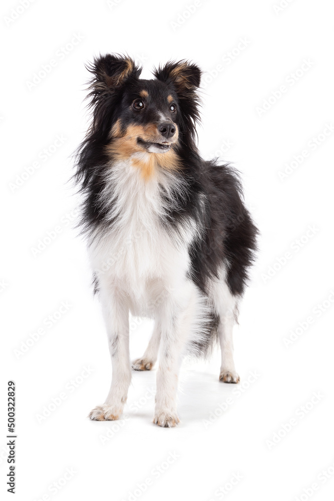 Shetland dog standing