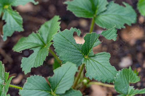 Tableau sur toile unknown disease on strawberry leaves, plant need treatment, nibbled green leaves