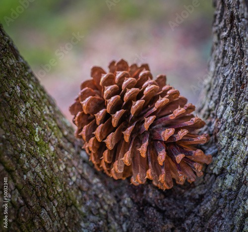 close up of pine cones