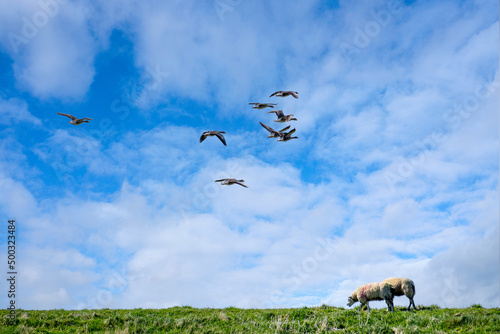 Een vlucht ganzen over Texel - A flight of geese over Texel
