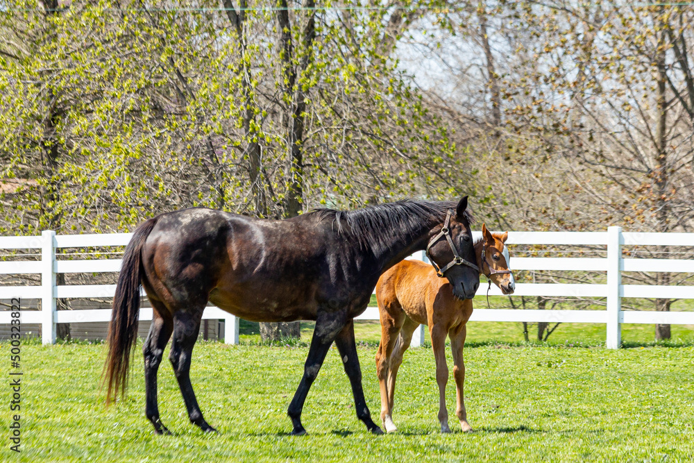 A bay Thoroughbred mare nuzzling her chestnut foal in a pasture with a white board fence in the spring. A bay Thoroughbred mare nuzzling her chestnut foal in a pasture with a white board fence in the spring.