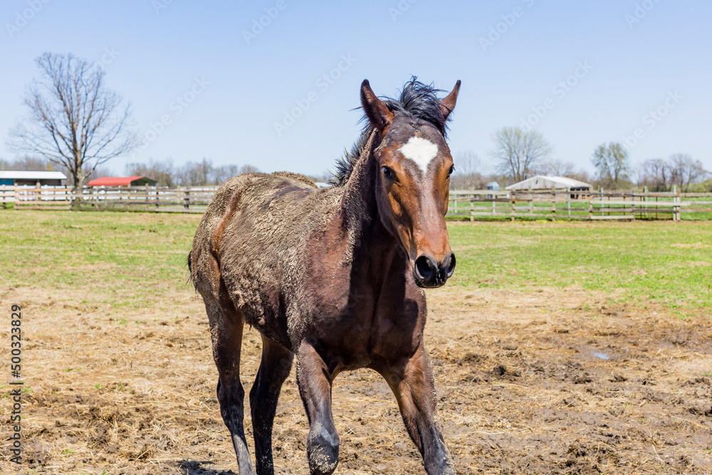 Fototapeta premium A bay yearling Thoroughbred covered in mud running toward the camera on a horse farm.