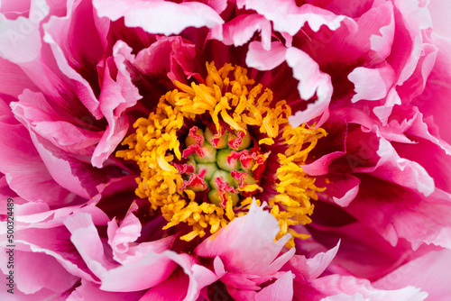 Close up or macro of beautiful pink peony flower © esvetleishaya