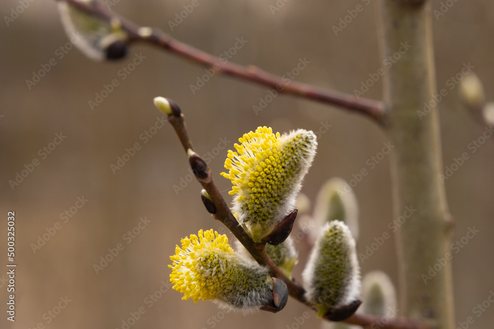 Blooming willow close-up. Background, texture of spring tree Blooming willow close-up. Background, texture of spring tree