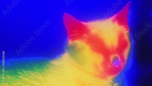 Thermal imaging camera detecting body heat of a cat