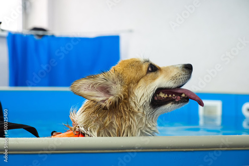 Canvastavla Corgi dog in life jacket swim in the swimming pool