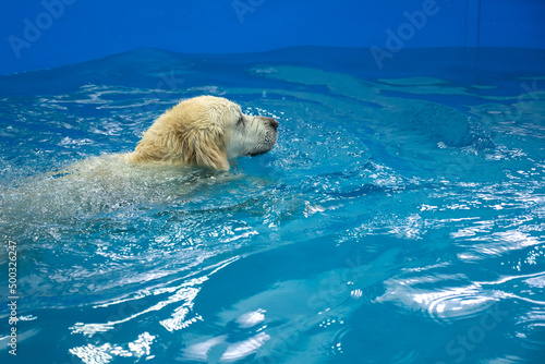 Фотография golden retriever dog training in the swimming pool