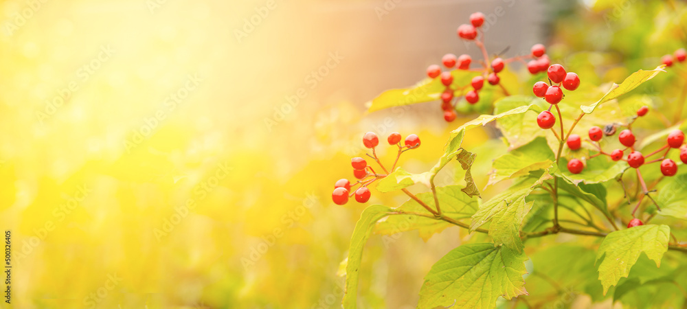 Close up of red viburnum berry. Autumn nature blurred background.