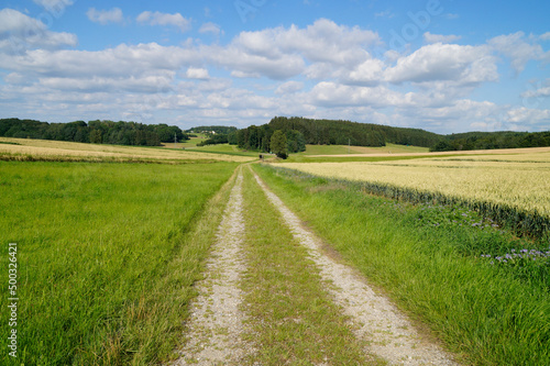 a scenic endless road leading through the green fields of the gorgeous Bavarian countryside in Birkach on a sunny summer day with fluffy white clouds in the blue sky (Bavaria, Germany) 