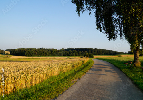 beautiful sunlit landscape with endless wheat fields of the Bavarian countryside in Birkach (Germany, Bavaria, Swabia) photo