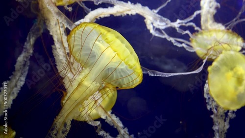 Pacific Sea Nettle Jelly Fish (Chrysaora fuscescens) photo