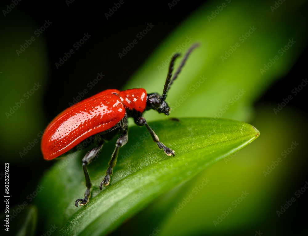 Red Lily Beetle (Lilioceris lilii) Red Lily Beetle (Lilioceris lilii)