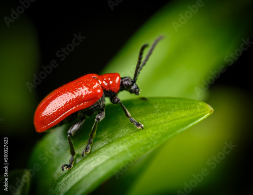 Red Lily Beetle (Lilioceris lilii) © Mark