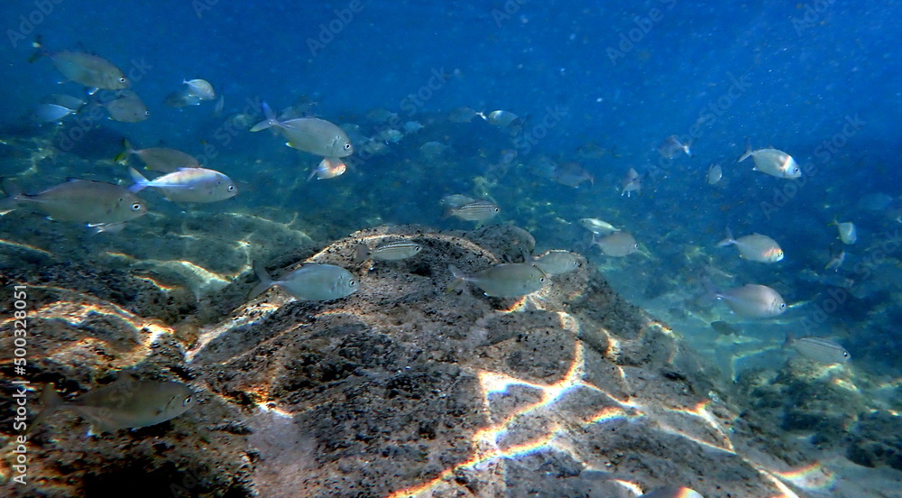 Fototapeta premium Costa Rica Pacific sea life