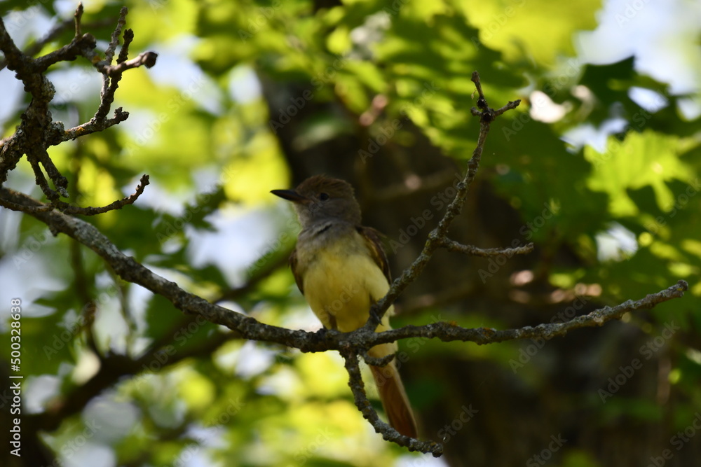 Great-crested Flycatcher on Branch