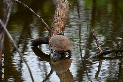 Red-eared Slider on Log