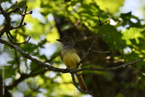 Great-crested Flycatcher on Branch