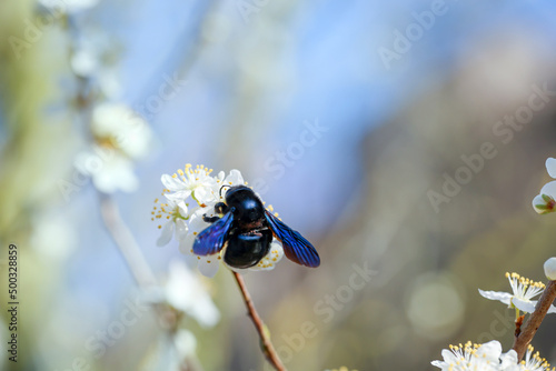 Ein Portrait einer Blauschwarze Holzbiene (Xylocopa violacea), einer sogenannten Echten Biene.
 photo