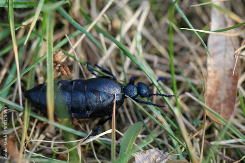 Portrait eines Schwarz Blauen Ölkäfer. Diese Käfer sind giftig und sondern eine giftige gelbe Substanz ab.  © boedefeld1969