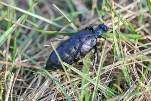 Portrait eines Schwarz Blauen Ölkäfer. Diese Käfer sind giftig und sondern eine giftige gelbe Substanz ab.
