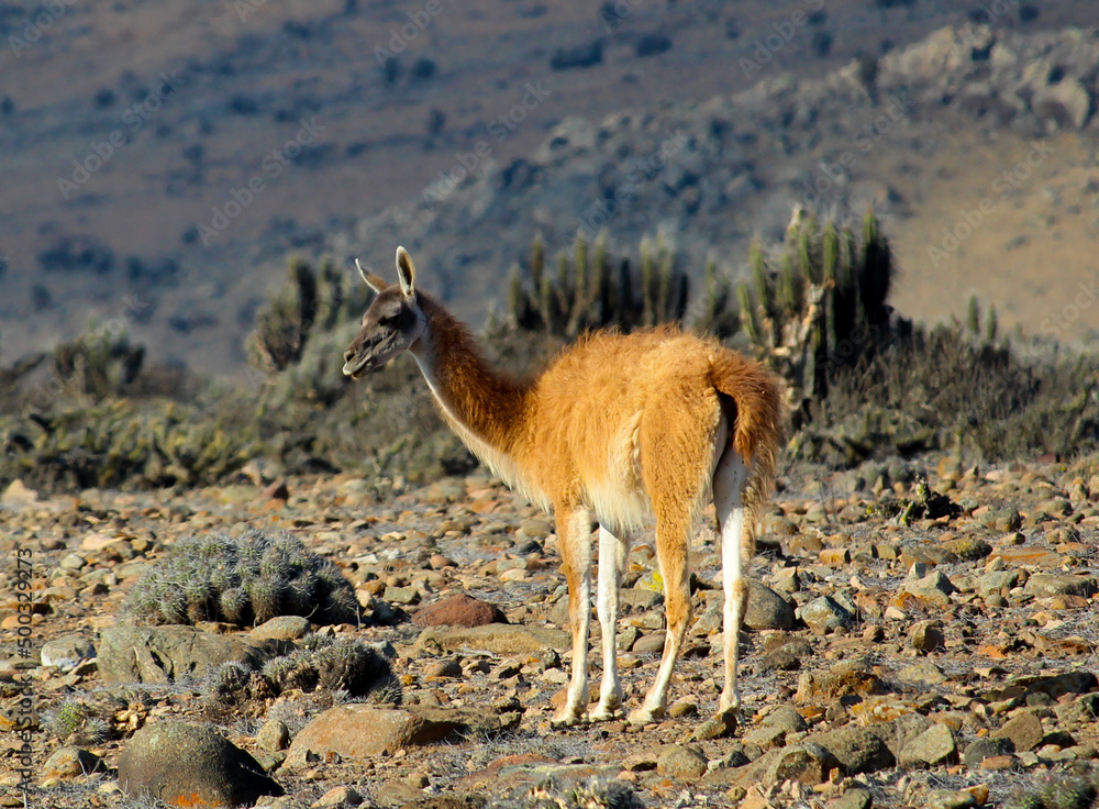 Guanaco en su hábitat localidad de choros, coquimbo, Chile Guanaco en su hábitat localidad de choros, coquimbo, Chile