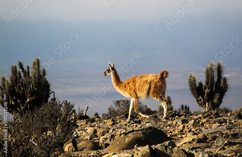 Guanaco en su hábitat localidad de choros, coquimbo, Chile