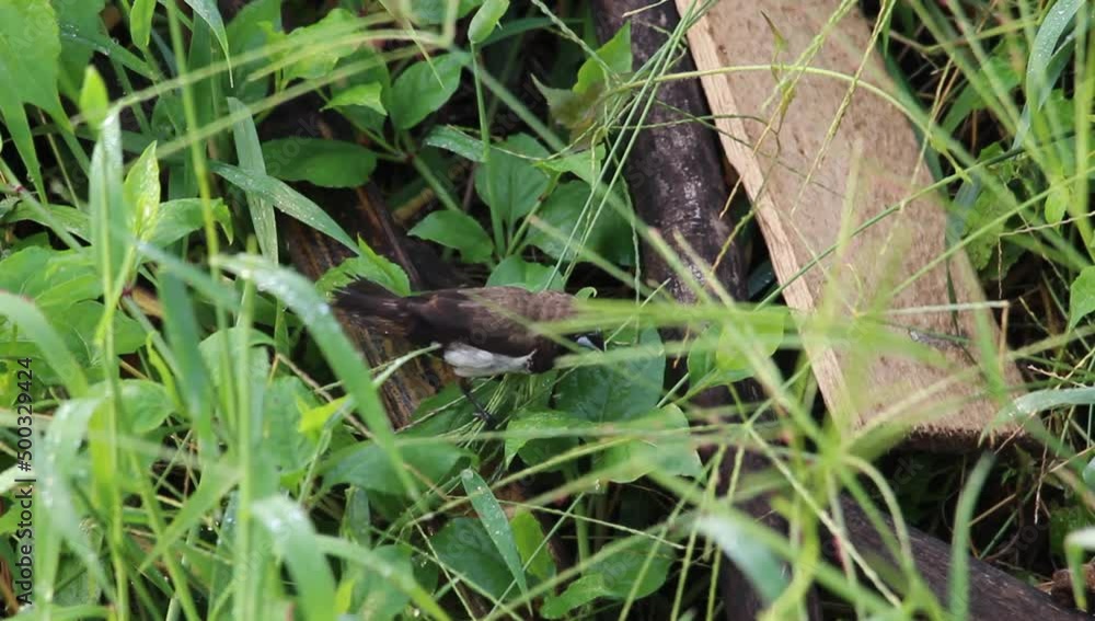A sparrow is looking for food in a bush area in the morning A sparrow is looking for food in a bush area in the morning