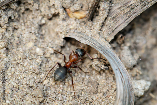 Eine große Ameise auf Sandboden, mit schwarzem Hinterlaib und brauner Tailie.