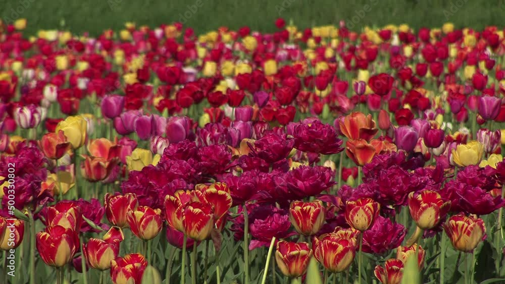 A spring colorful beautiful field of tulips with fresh butons A spring colorful beautiful field of tulips with fresh butons