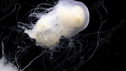 Egg Yolk Jellyfish (Phacellophora camtschatica) photo