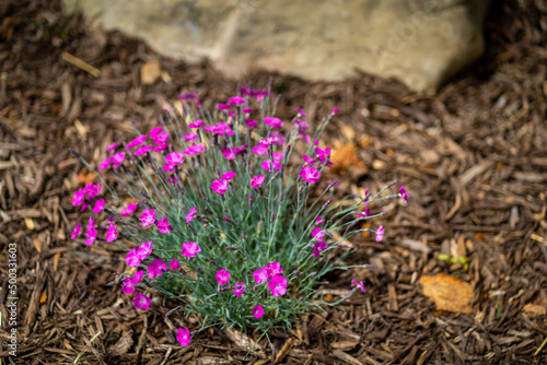 Pink Flowers in the Garden