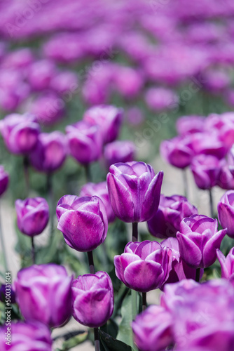 purple tulips in the garden © Andreas