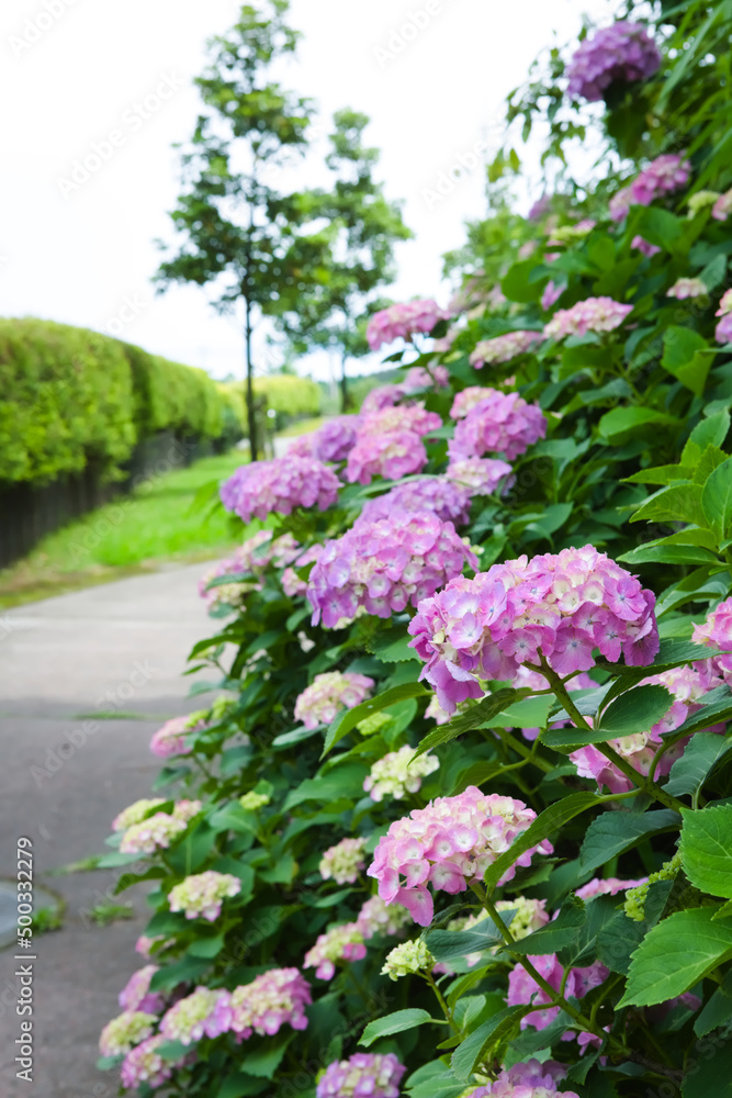 寺山公園のあじさい	