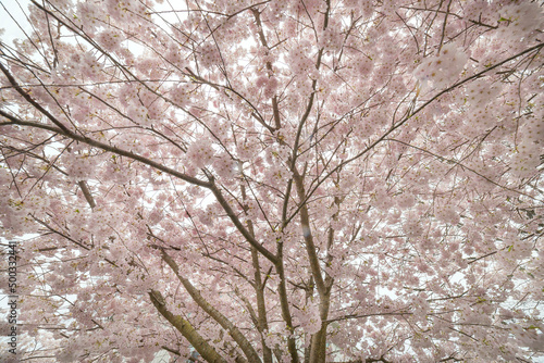 Cerasus tree in the city of Vancouver