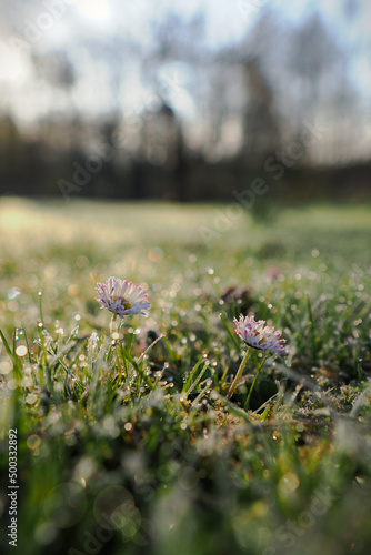 A daisy flower in a lawn with frost.
