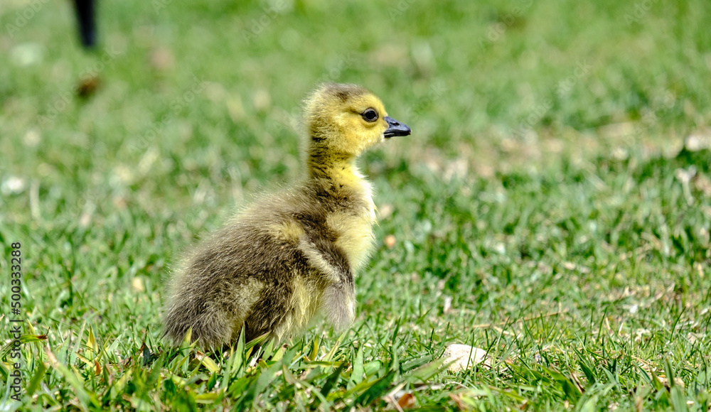 baby duck in the grass baby duck in the grass