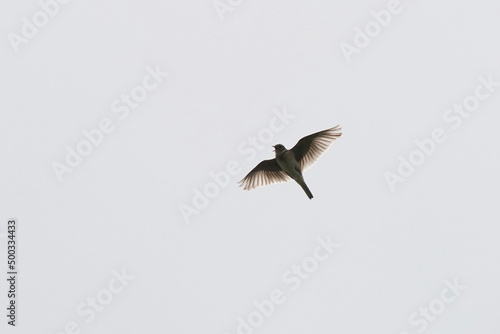 eurasian skylark in flight photo