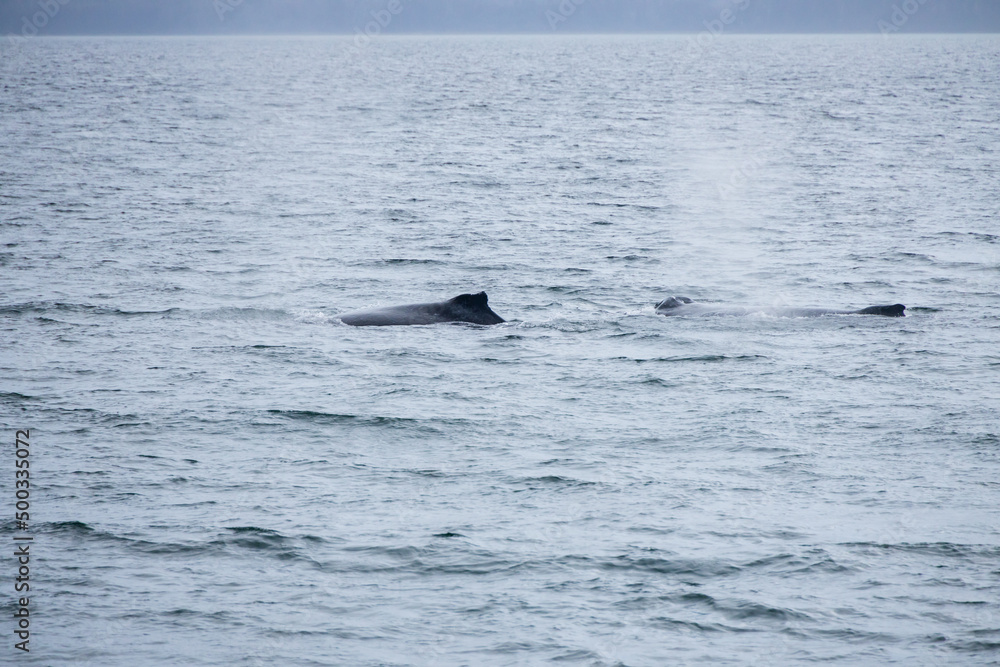 Naklejka premium Dorsal fin of a humpback whale in the ocean