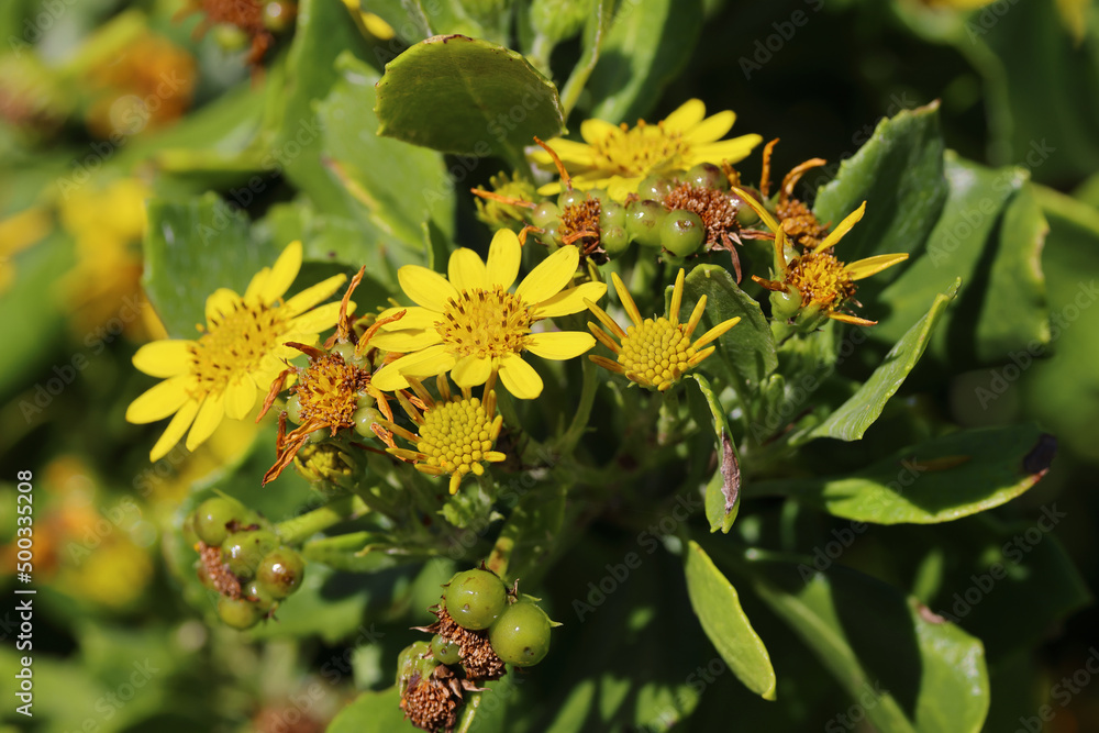 Bitou Bush with flowers (Chrysanthemoides monilifera) Bitou Bush with flowers (Chrysanthemoides monilifera)