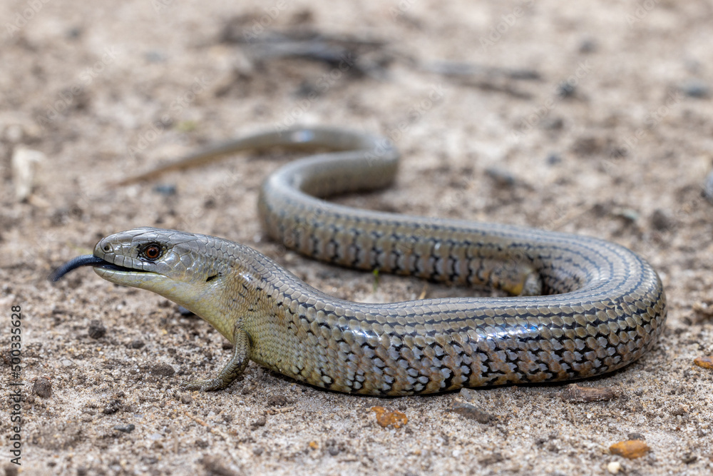 Mainland She-Oak Skink ( Cyclodomorphus michaeli) flickering it's tongue Mainland She-Oak Skink ( Cyclodomorphus michaeli) flickering it's tongue