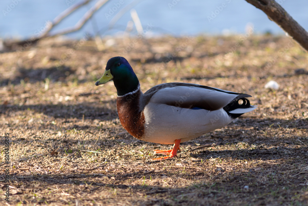 Obraz premium portrait of a duck