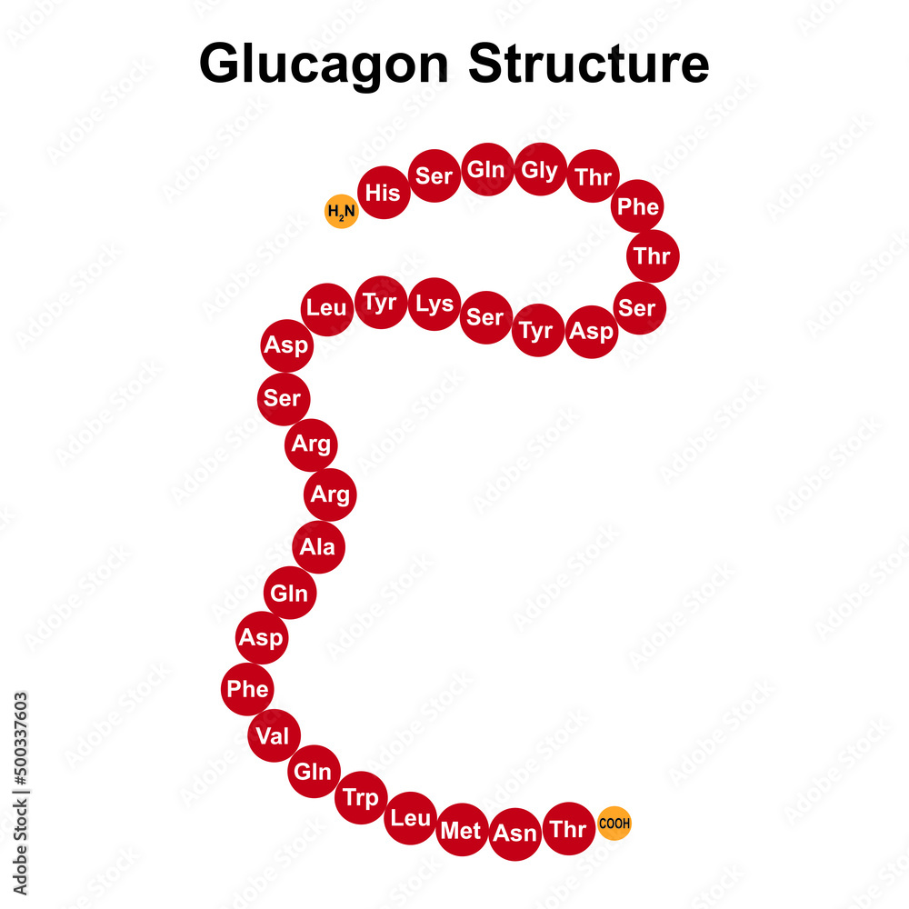 Scientific Designing Of Glucagon Structure. Colorful Symbols. Vector ...