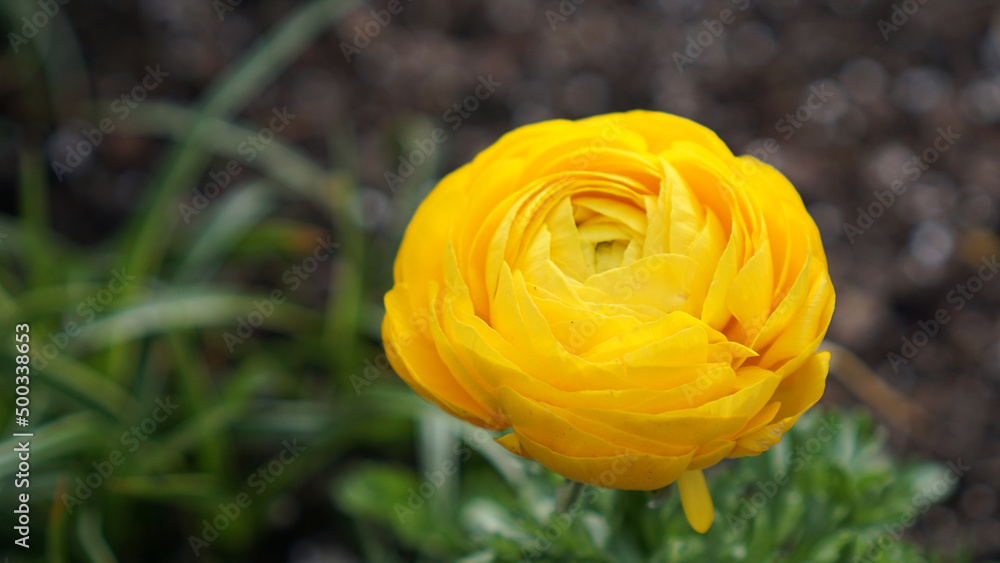 Ranunculus asiaticus - Mache Yellow Persian Buttercup - in bloom in a spring garden. Ranunculus asiaticus - Mache Yellow Persian Buttercup - in bloom in a spring garden.