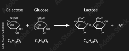 Lactose Formation. Glycosidic Bond Formation From Two molecules, Glucose And Galactose. Vector Illustration. photo