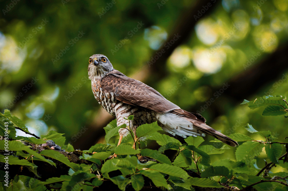 young buzzard on a branch looks into the camera young buzzard on a branch looks into the camera