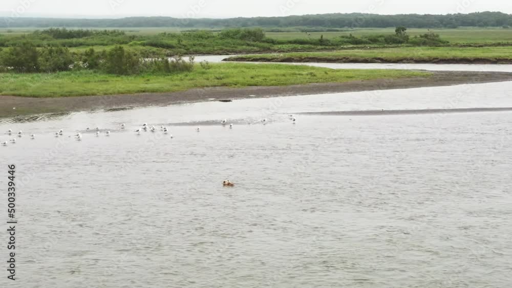 A brown bear swims across a river in Kamchatka. Drone view. A brown bear swims across a river in Kamchatka. Drone view.
