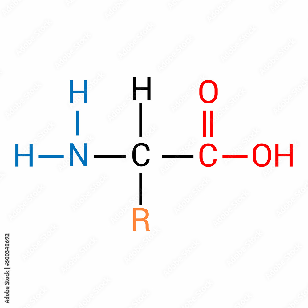 the general structure of an amino acid