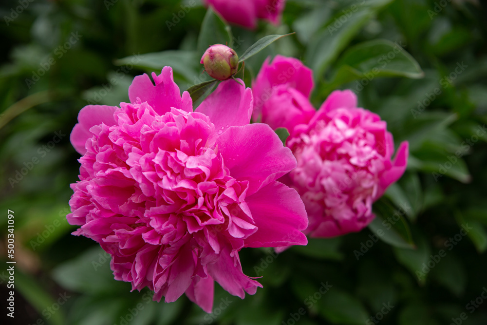 Beautiful pink tender peony flowers 